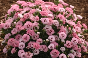 Dianthus 'Cute as a Button' 